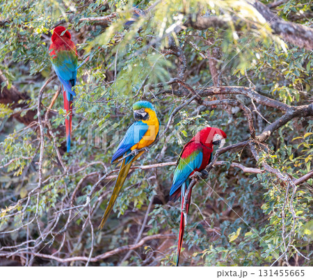 Red-and-green macaw (Ara chloropterus) in flight. Buraco das Araras, Mato Grosso do Sul. Brazil. Brazilian wildlife birdwatching. 131455665