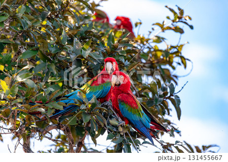 Red-and-green macaw (Ara chloropterus) in flight. Buraco das Araras, Mato Grosso do Sul. Brazil. Brazilian wildlife birdwatching. Red-and-green macaw (Ara chloropterus) in flight. Buraco das Araras, Mato Grosso do Sul. Brazil. Brazilian wildlife birdwatching. 131455667