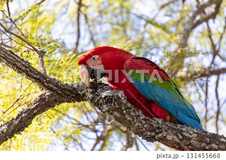 Red-and-green macaw (Ara chloropterus) in flight. Buraco das Araras, Mato Grosso do Sul. Brazil. Brazilian wildlife birdwatching. 131455668
