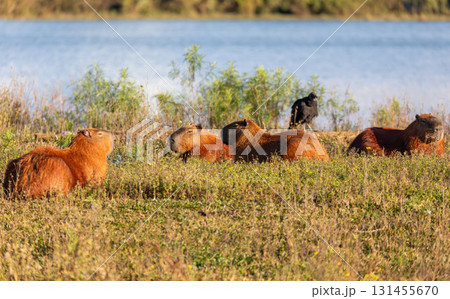 Capybara (Hydrochoerus hydrochaeris) in Barigui Park, Curitiba municipal park, Parana. Brazil. Brazilian wildlife. Capybara (Hydrochoerus hydrochaeris) in Barigui Park, Curitiba municipal park, Parana. Brazil. Brazilian wildlife. 131455670