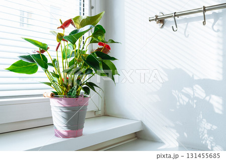 Houseplant anthurium in flowerpot on windowsill Houseplant anthurium in flowerpot on windowsill 131455685