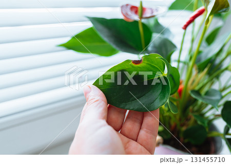 Diseases and pests, proper care for houseplant anthurium 131455710