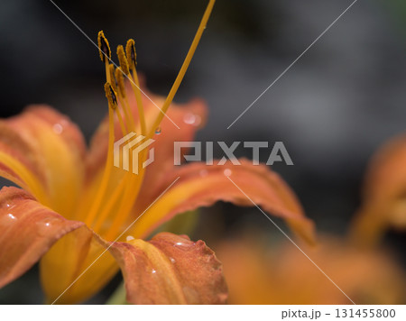 9月に美しく咲いたオレンジ色のハマカンゾウの花 131455800