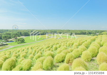 秋晴れのひたち海浜公園 色づき始めるコキア 秋晴れのひたち海浜公園 色づき始めるコキア 131455894