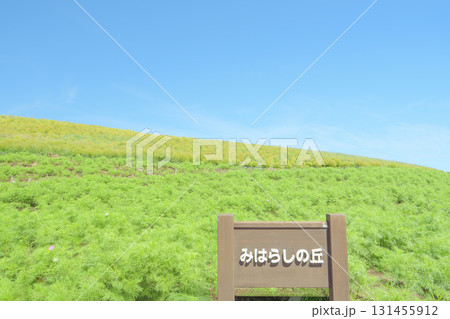秋晴れのひたち海浜公園　色づき始めるコキア 131455912