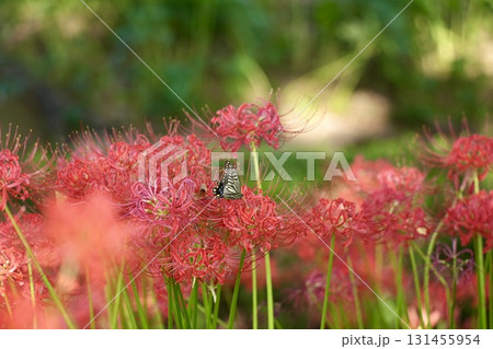 赤い彼岸花と蜜を吸うアゲハチョウ　群生 131455954