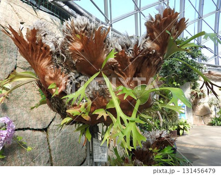 ウラボシ科のシダ植物「ビカクシダ」：別名をコウモリラン 131456479