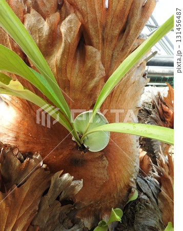 ウラボシ科のシダ植物「ビカクシダ」:別名をコウモリラン ウラボシ科のシダ植物「ビカクシダ」:別名をコウモリラン 131456487