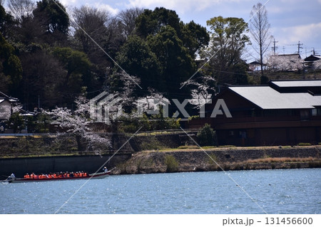 日本の愛知県の犬山市　春の犬山城と満開の桜　木曽川を進む遊覧船と美しい桜並木　周辺の宿泊施設や住居 131456600