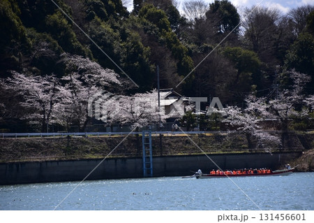 日本の愛知県の犬山市　春の犬山城と満開の桜　木曽川を進む遊覧船と美しい桜並木　周辺の宿泊施設や住居 131456601