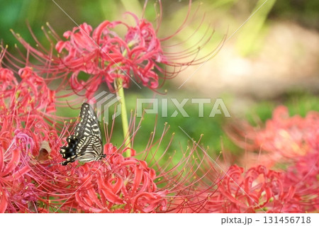 赤い彼岸花と美しいアゲハチョウ 赤い彼岸花と美しいアゲハチョウ 131456718