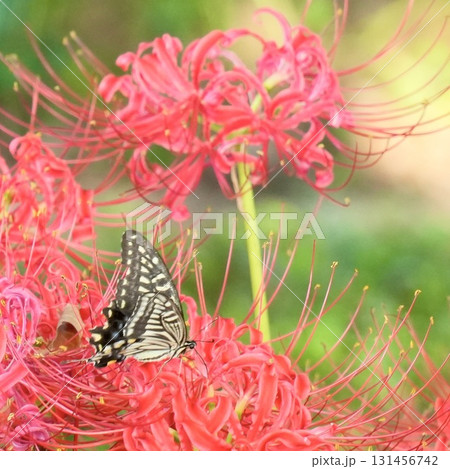 赤い彼岸花と美しいアゲハチョウ 131456742