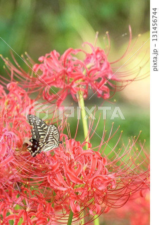 赤い彼岸花と美しいアゲハチョウ 赤い彼岸花と美しいアゲハチョウ 131456744