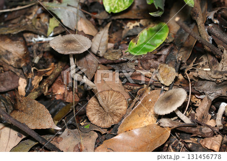 森の中で見えだたない灰褐色のハイイロイタチタケキノコたち(かさ・ヒダ・柄・自然キノコマクロ撮影) 森の中で見えだたない灰褐色のハイイロイタチタケキノコたち(かさ・ヒダ・柄・自然キノコマクロ撮影) 131456778