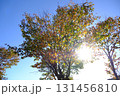 紅葉した葉と太陽 1 秋の北海道 131456810
