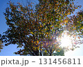 紅葉した葉と太陽 2 秋の北海道 131456811