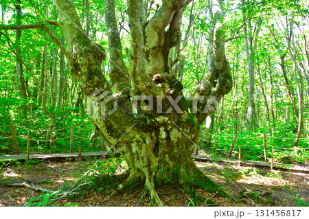 にかほ市　あがりこ大王 131456817