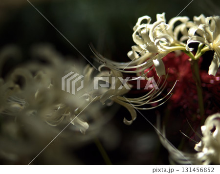 9月に美しく咲いた白いヒガンバナ 131456852