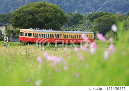 小湊鐵道「コスモスの花咲く沿線風景を走る列車」 131456875