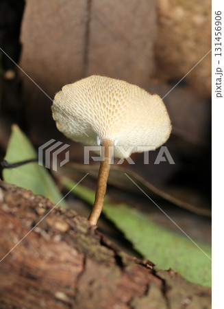 アミスギタケの蜂の巣状管孔形状デザインアップ(アウトドアフィールド菌&キノコ類マクロ撮影) アミスギタケの蜂の巣状管孔形状デザインアップ(アウトドアフィールド菌&キノコ類マクロ撮影) 131456906