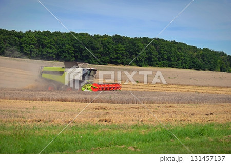 Combine harvester in the field harvesting grain in autumn harvest time. Concept for agriculture and industry. 131457137