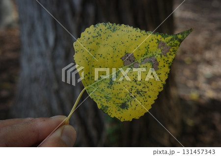 秋、ポプラの葉が鮮やかな黄色に色づきました。 131457343