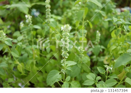 Thai lemon basil blooming bush. Thai lemon basil blooming bush. 131457394