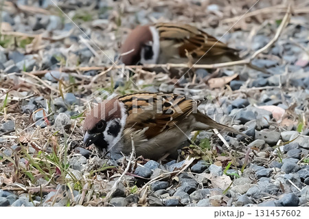 地面に降りたスズメ 地面に降りたスズメ 131457602