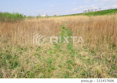 早春の枯れた荻と若草のある江戸川河川敷の自然にできた小道風景 131457606