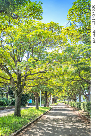 千葉市 臨港公園プロムナード 131457630