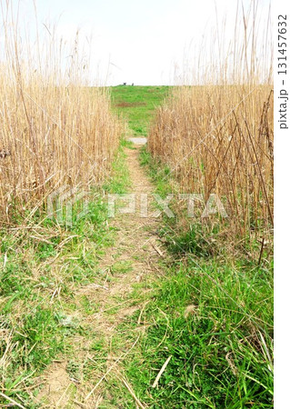 早春の枯れた荻と若草のある江戸川河川敷の自然にできた小道風景 早春の枯れた荻と若草のある江戸川河川敷の自然にできた小道風景 131457632