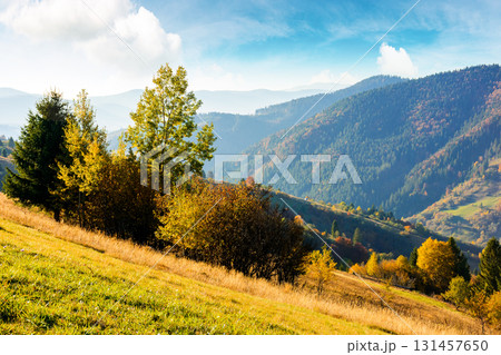 sunny autumn afternoon in mountain landscape. beautiful view of trees in fall foliage on the hillside. alps of carpathian countryside of ukraine on a sunny day under blue sky 131457650