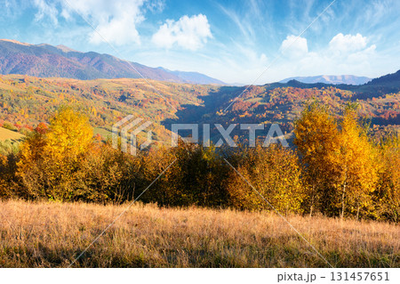 autumn mountain landscape in the afternoon. beautiful countryside in highlands of ukraine with rural fields and colorful deciduous trees. rolling hills of transcarpathia in evening light 131457651