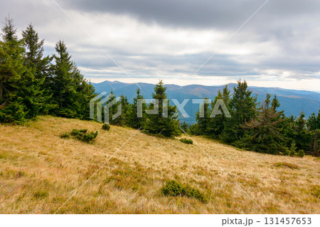 fir trees on a meadow down the hill to coniferous forest in mountains of ukraine. carpathian landscape under overcast sky in early autumn fir trees on a meadow down the hill to coniferous forest in mountains of ukraine. carpathian landscape under overcast sky in early autumn 131457653