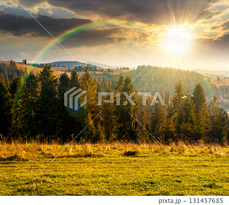 rural area of mountains in autumn at sunset. wonderful highland in evening light observed from the hillside. meadows on rolling hills near spruce forest. alpine travel destination 131457685
