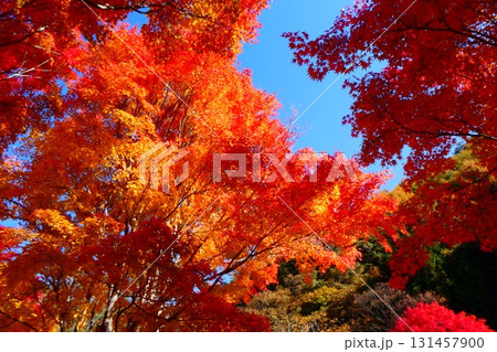 長野県箕輪町　もみじ湖の紅葉 131457900
