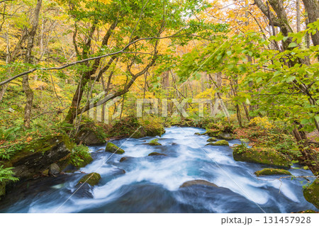 「青森県」紅葉の奥入瀬渓流 十和田市 「青森県」紅葉の奥入瀬渓流 十和田市 131457928