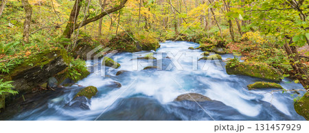 「青森県」紅葉の奥入瀬渓流 十和田市 「青森県」紅葉の奥入瀬渓流 十和田市 131457929