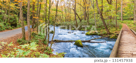 「青森県」紅葉の奥入瀬渓流　十和田市 131457938