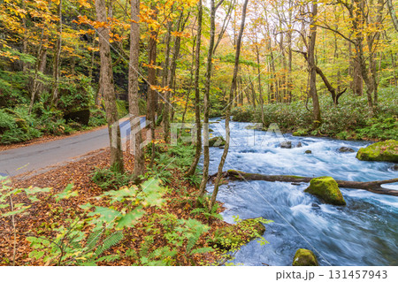 「青森県」紅葉の奥入瀬渓流 十和田市 「青森県」紅葉の奥入瀬渓流 十和田市 131457943