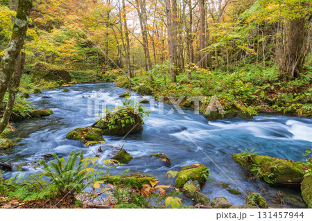 「青森県」紅葉の奥入瀬渓流 十和田市 「青森県」紅葉の奥入瀬渓流 十和田市 131457944