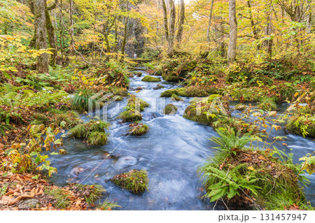 「青森県」紅葉の奥入瀬渓流 十和田市 「青森県」紅葉の奥入瀬渓流 十和田市 131457947