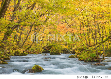 「青森県」紅葉の奥入瀬渓流 十和田市 「青森県」紅葉の奥入瀬渓流 十和田市 131457956