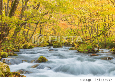 「青森県」紅葉の奥入瀬渓流　十和田市 131457957