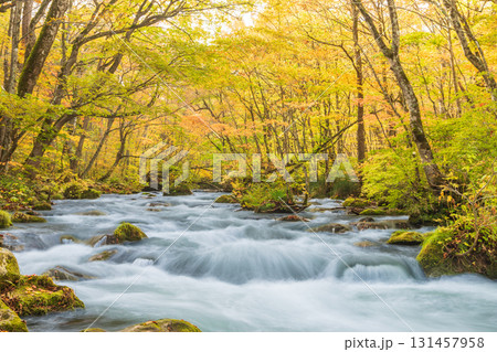 「青森県」紅葉の奥入瀬渓流　十和田市 131457958