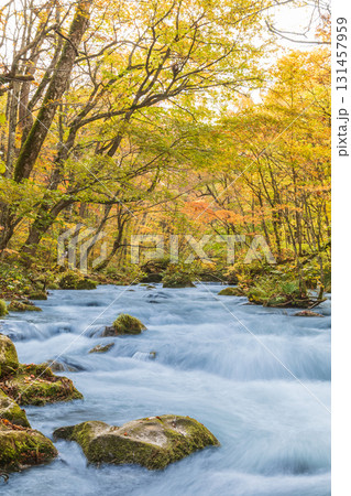 「青森県」紅葉の奥入瀬渓流　十和田市 131457959