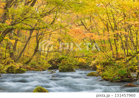 「青森県」紅葉の奥入瀬渓流　十和田市 131457960