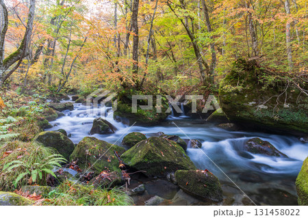 「青森県」紅葉の奥入瀬渓流　十和田市 131458022