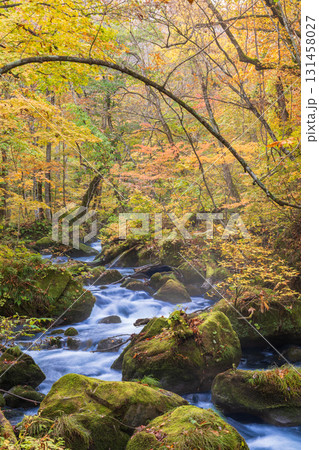 「青森県」紅葉の奥入瀬渓流 十和田市 「青森県」紅葉の奥入瀬渓流 十和田市 131458027