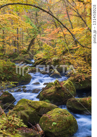 「青森県」紅葉の奥入瀬渓流　十和田市 131458028